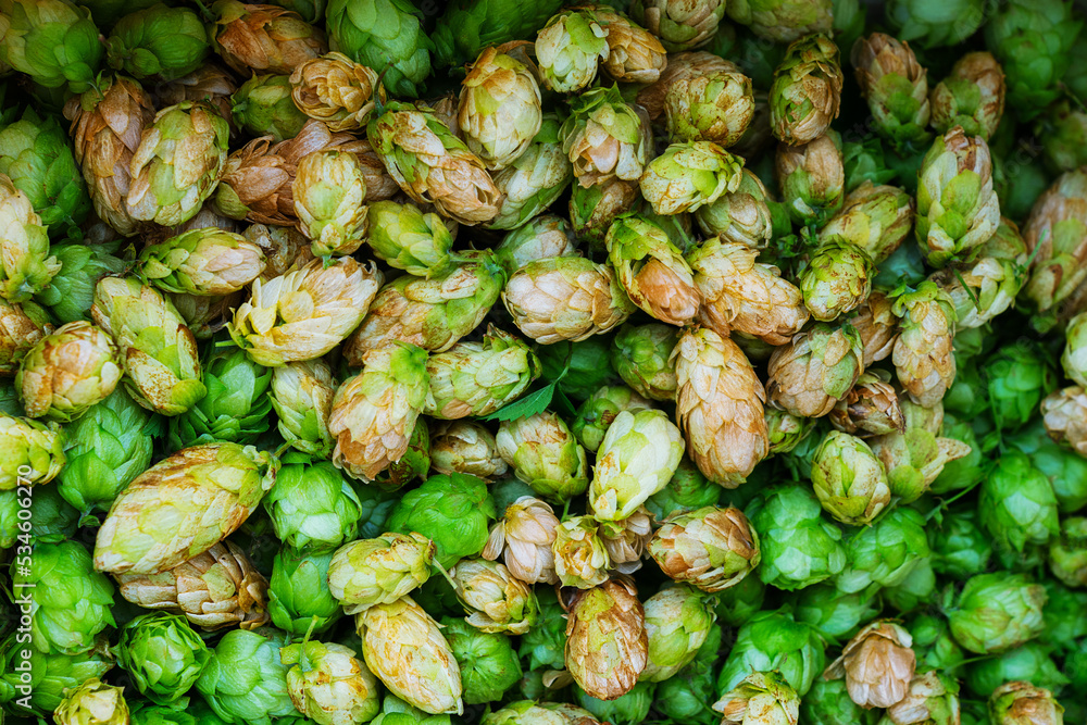 Green and orange fresh hop cones for making beer and bread close up Green and orange fresh hop cones for making beer and bread close up