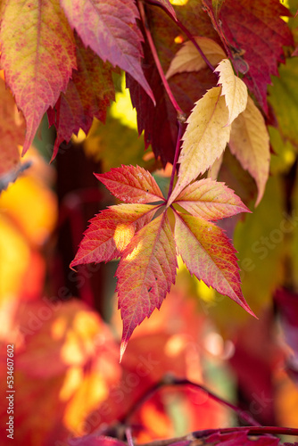 Colorful autumn virginia creeper, wild grape background close up.