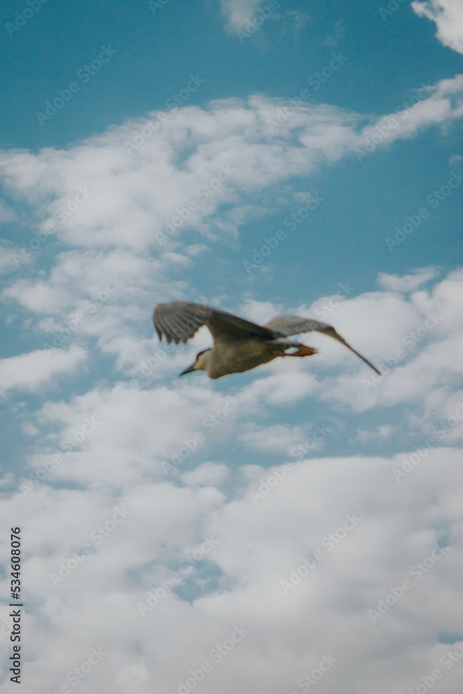 Obraz premium seagull in flight
