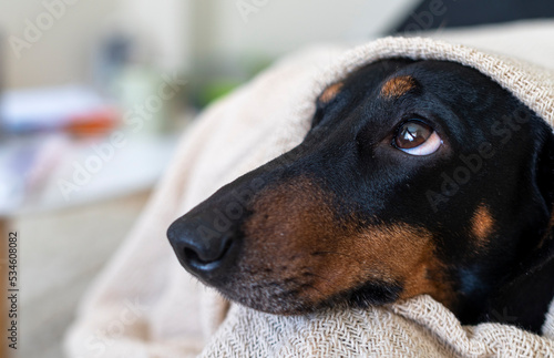 adorable, animal, blanket, breed, brown, canine, cold, comfort, couch, cute, dachshund, dog, doggy, domestic, friend, funny, happy, home, looking, nose, old, pedigree, pet, portrait, relax, rest, sad,
