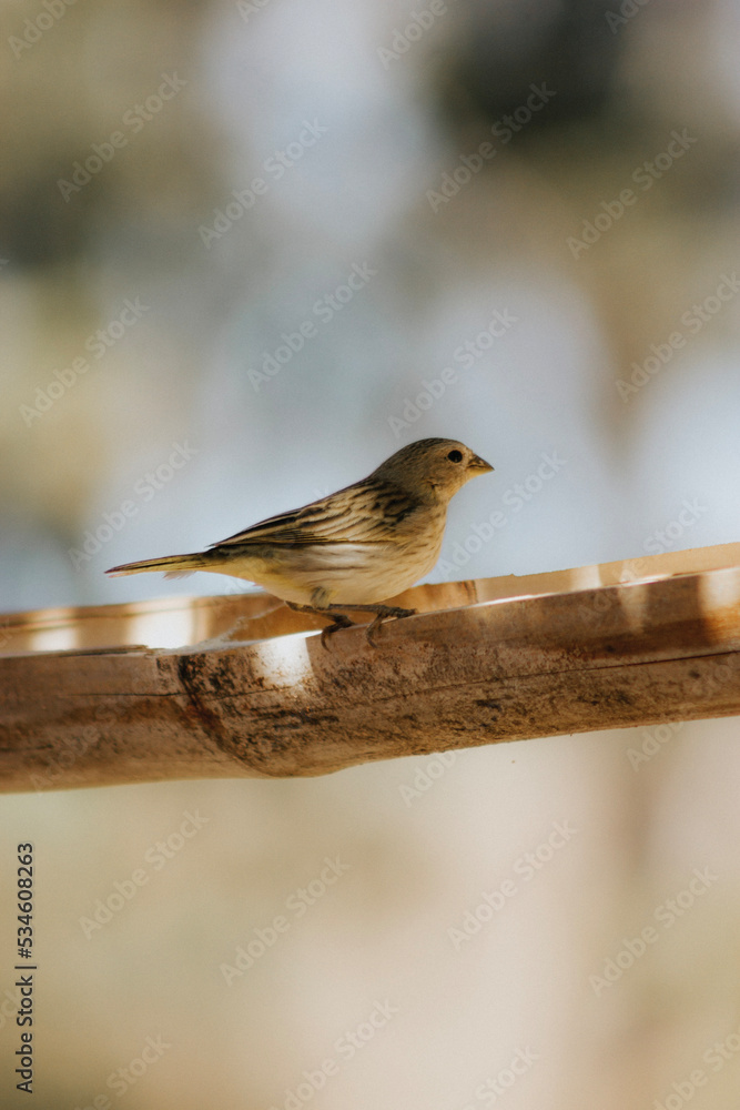 Fototapeta premium bird on a branch