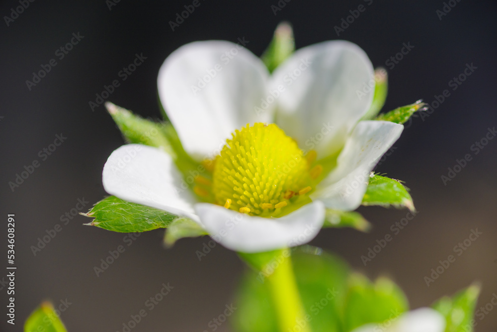 Obraz premium small white flower