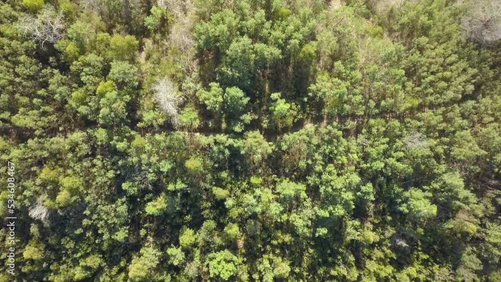 Overhead forest canopy with green trees Overhead forest canopy with green trees