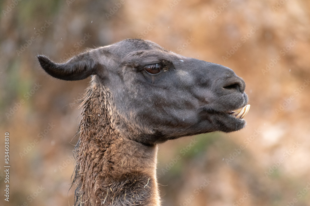 Retrato de una Llama de cerca en un día de lluvia y frío 