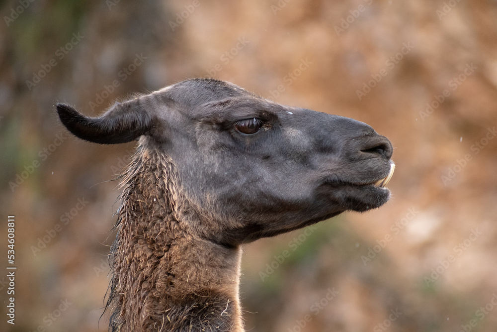 Retrato de una Llama de cerca en un día de lluvia y frío 