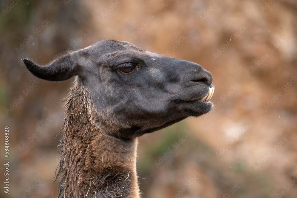 Retrato de una Llama de cerca en un día de lluvia y frío 