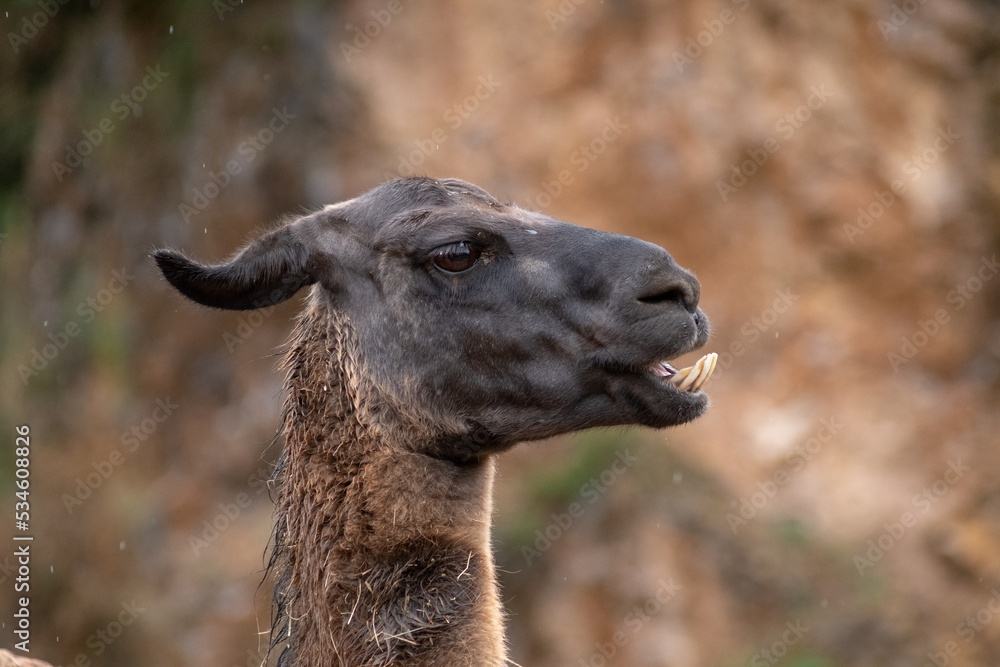 Obraz premium Retrato de una Llama de cerca en un día de lluvia y frío 