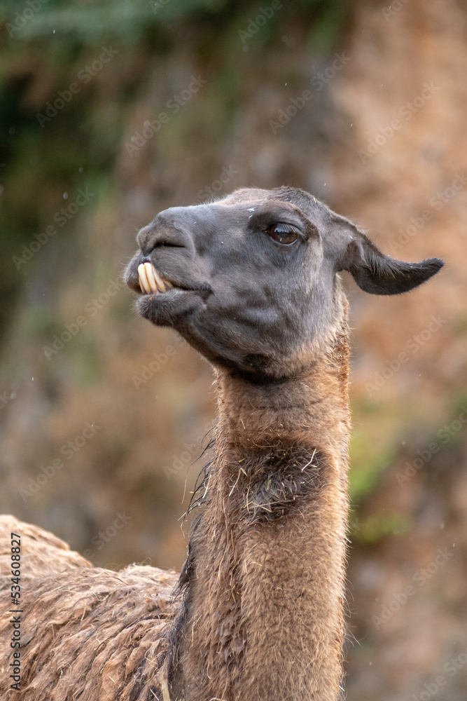 Retrato de una Llama de cerca en un día de lluvia y frío 