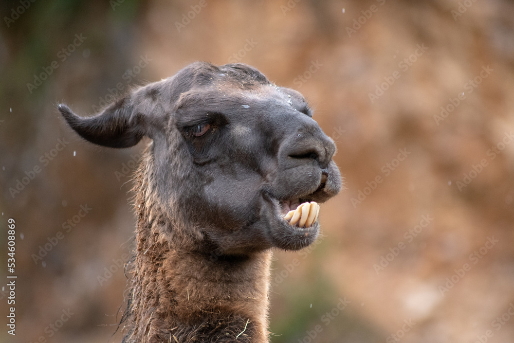 Retrato de una Llama de cerca en un día de lluvia y frío 