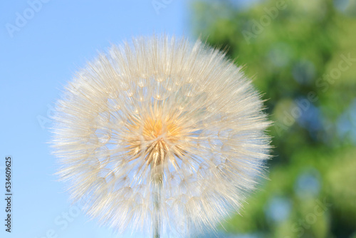 Silhouette head of Dandelion flower on a beautiful natural blurred background. Dandelion flower. Taraxacum Erythrospermum. Abstract nature background of Dandelion in spring. Seed macro close up.