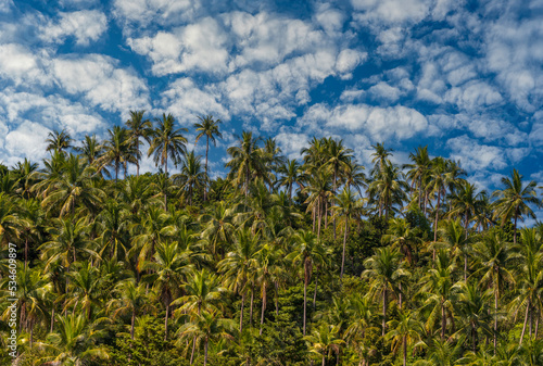Wallpaper Mural Silhouette of green coconut palm trees background on the mountain and blue sky background, Thailand Torontodigital.ca