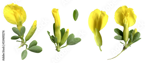 Isolated Pressed and dried leaf flower on white background