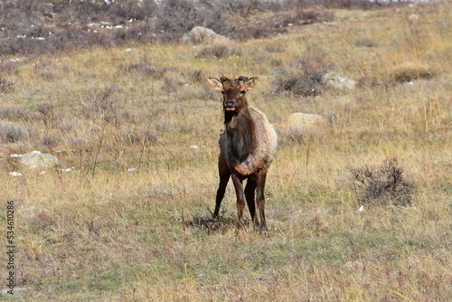 Caribou