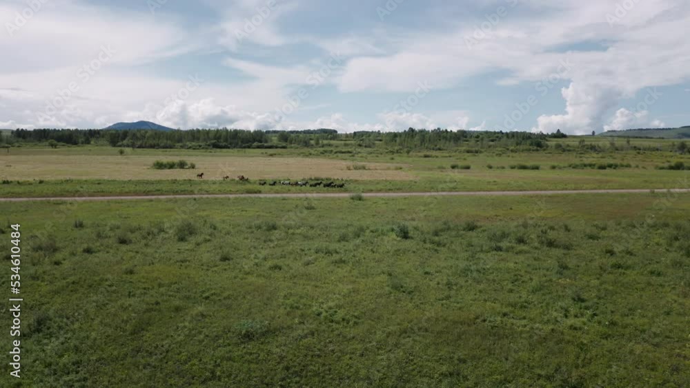 Horses run across the road between fields. Horses run across the road between fields.
