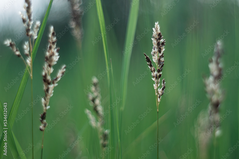 spikelets in the evening summer in the garden spikelets in the evening summer in the garden