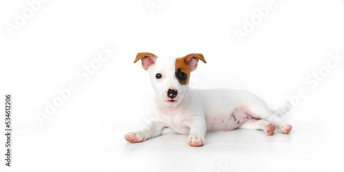 jack russell terrier puppy on a white background. banner. place for inscription