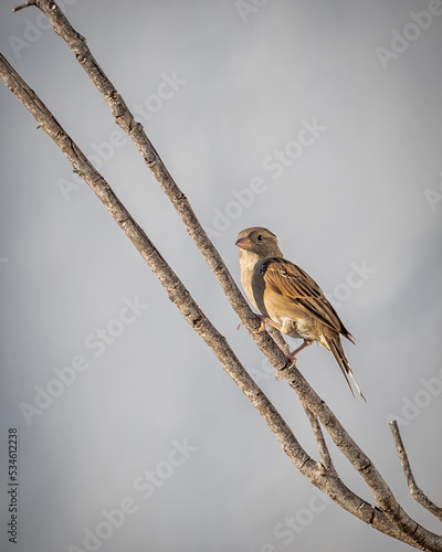 Little Brown Bird