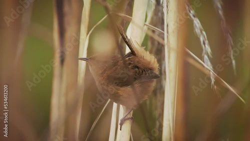 Mountain Wren - Troglodytes solstitialis bird in Troglodytidae, found in the Andes of northwestern Argentina, Bolivia, Colombia, Ecuador, Peru and Venezuela, small brown bird sings in windy reed.