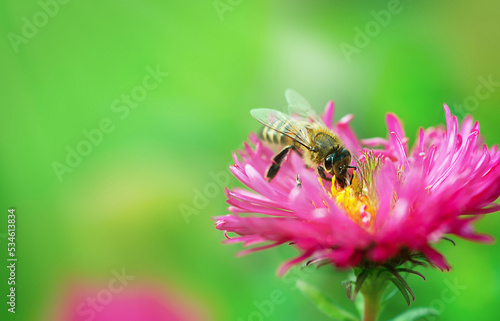 flower with bee  close up on a background of greenery