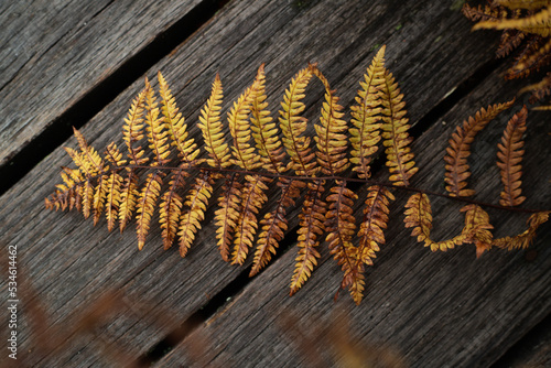 Pożółkła paproć 