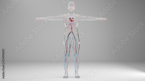 Human arterial and venous circulatory system, Medically accurate animation of Heart with Vains and arteries, blood vessels, 3d render	