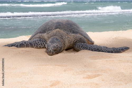 turtle on the beach © Jerad