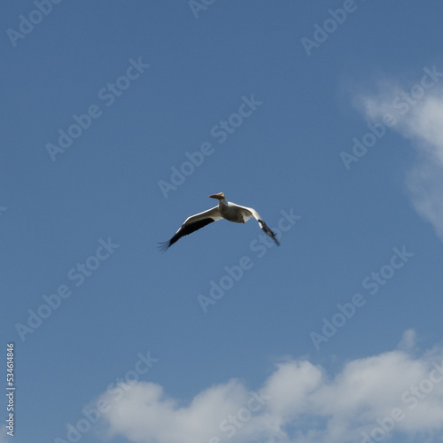 Stork bird soaring in the sky. White bird flying against a blue sky. © Emma Powell