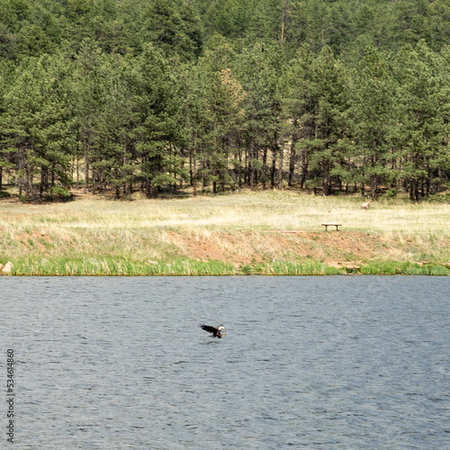 Bald eagle fishing on a Colorado lake