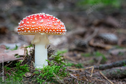 Beautiful fly agaric mushroom in green moss on blurry natural forest background. Amanita muscaria. Closeup a toxic toadstool with white warty patches on red cap growing in dry needles on brown ground.