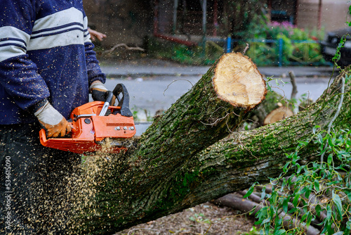As result of hurricane storm, a worker was sawing with chainsaw and fell trees were falling on the asphalt