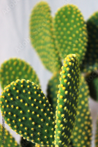 Macro close-up of a Cactus with yellow pupils 