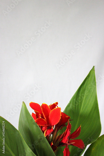 Isolated Flower arrangement of a beautiful red blooming flower with green leaves