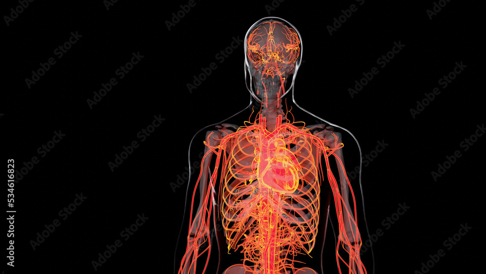 Human arterial and venous circulatory system, Medically accurate ...