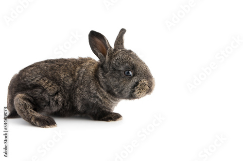 Cute little rabbit on a white background, isolated
