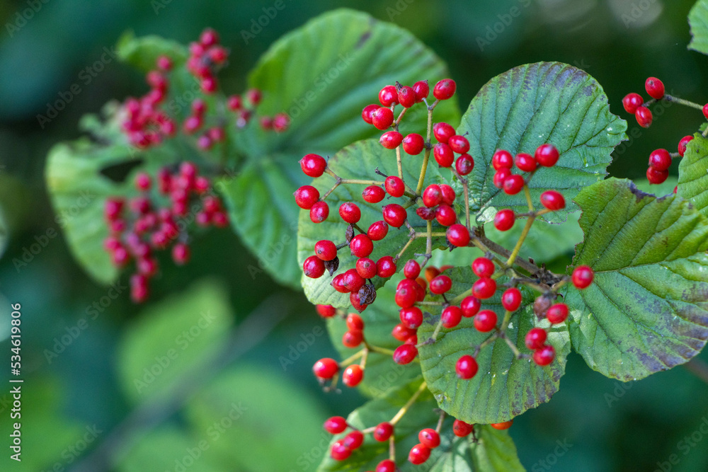 初秋の森の中で見つけた赤い木の実