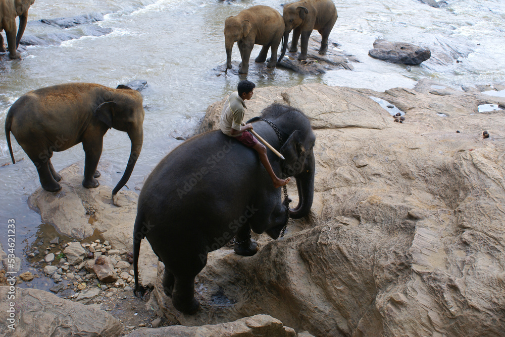 Elephants bathe at the elephant farm at Sri Lanka. Animals in the wild Elephants bathe at the elephant farm at Sri Lanka. Animals in the wild
