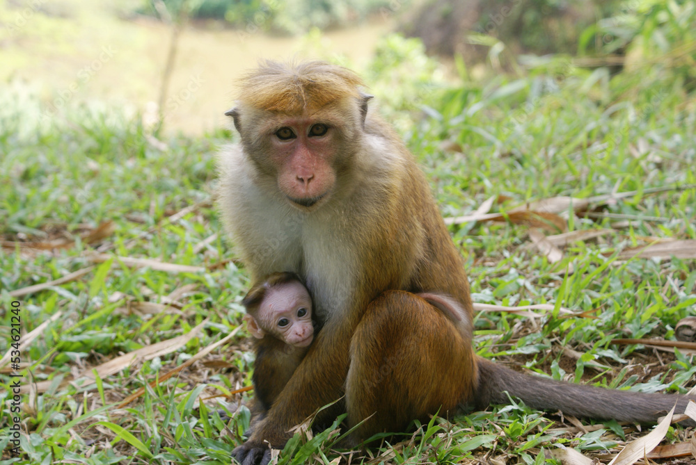 Macaque ape monkey portrait at Sri Lanka. Monkey mom holding a baby monkey. An animal in the wild Macaque ape monkey portrait at Sri Lanka. Monkey mom holding a baby monkey. An animal in the wild