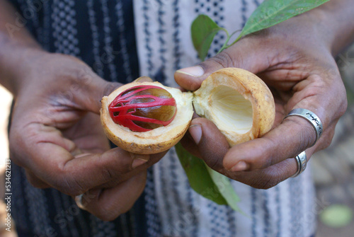 Canvastavla Fresh nutmeg from the tree. Sri Lanka, botanical garden