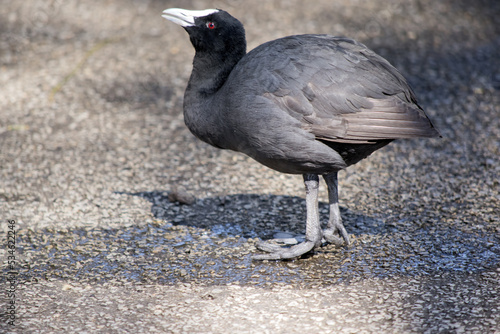 The Eurasian coot is a black bird with a white frontal shield