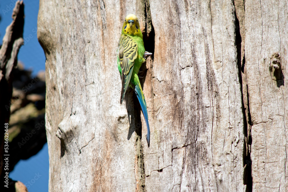 Fototapeta premium the parakeet is a small green and yellow bird