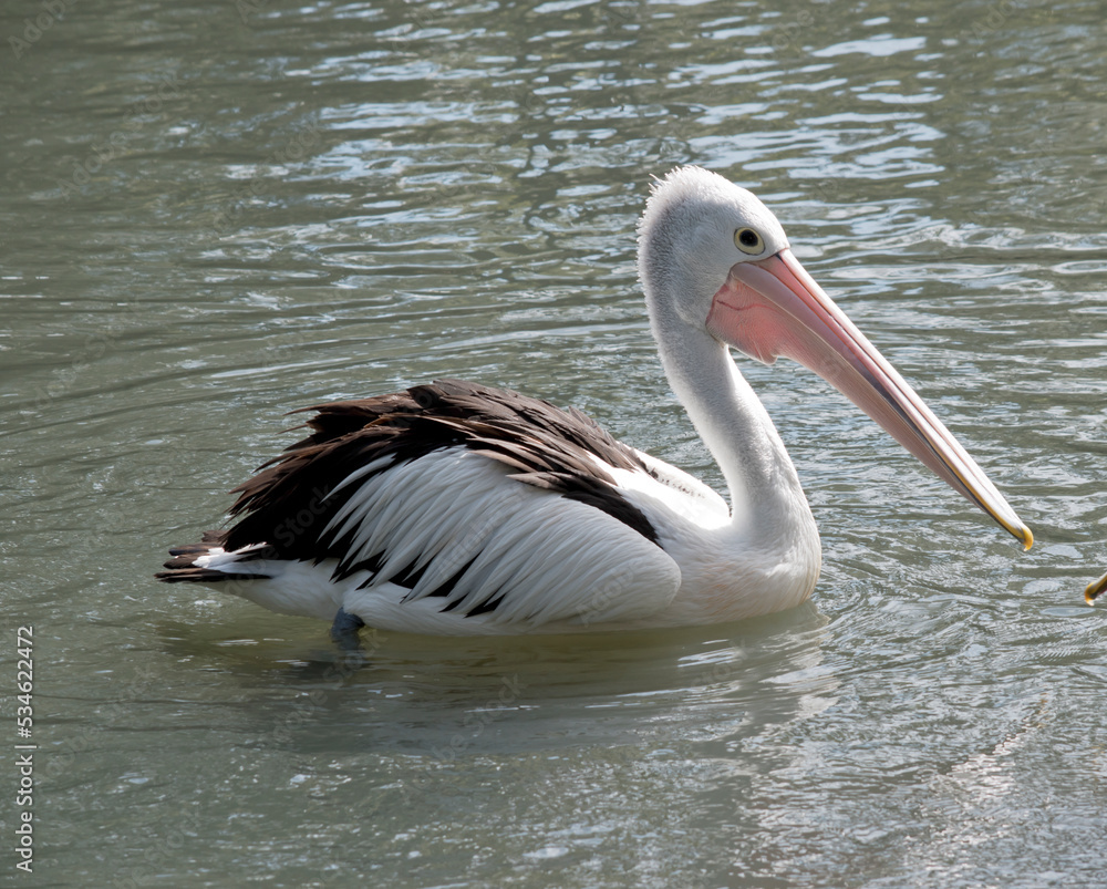 the australian pelican is a white and black seabird with a pink bill