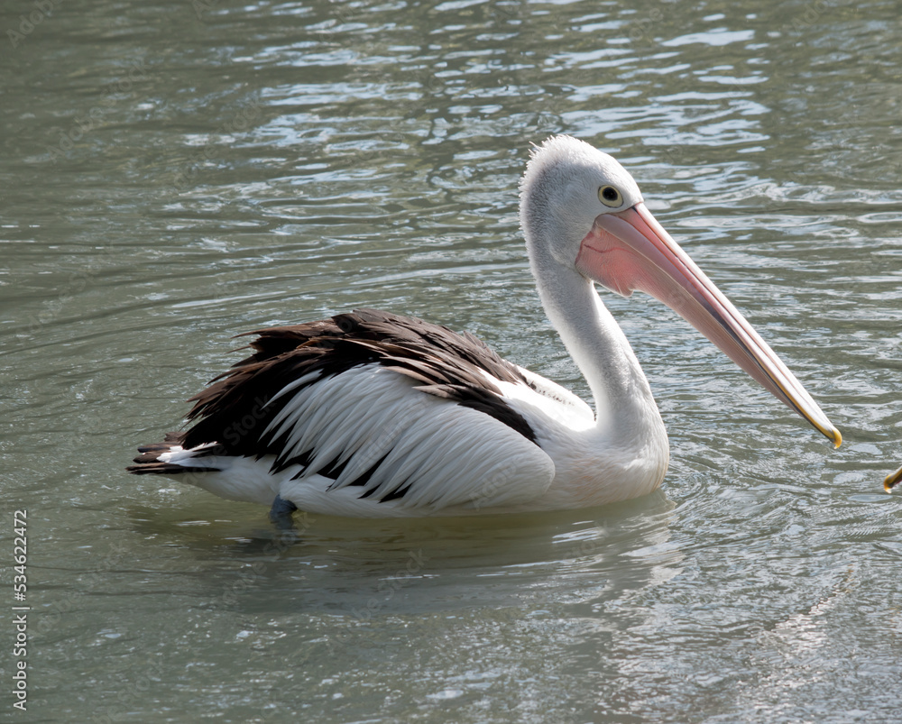 the australian pelican is a white and black seabird with a pink bill the australian pelican is a white and black seabird with a pink bill