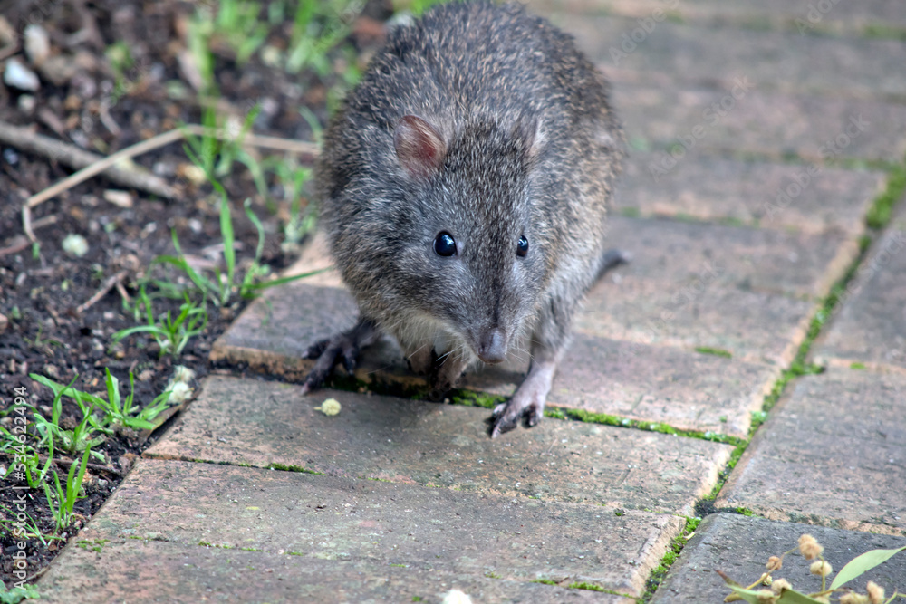 the long nosed potoroo is grey and looks like a rat the long nosed potoroo is grey and looks like a rat