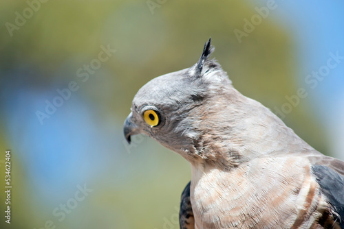 this is a close up of a pacific baza showing off his crest