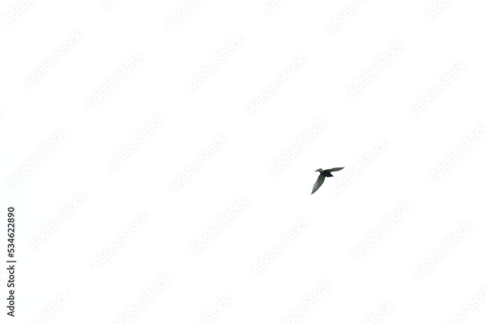 blurry tern blurry tern