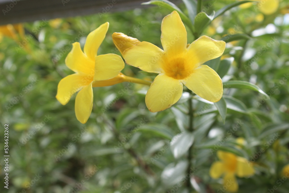 Close up of beautiful Allamanda cathartica flower in garden. This flower is also called the golden trumpet, yellow bell or buttercup flower. Usually used for ornamental plants outdoors.