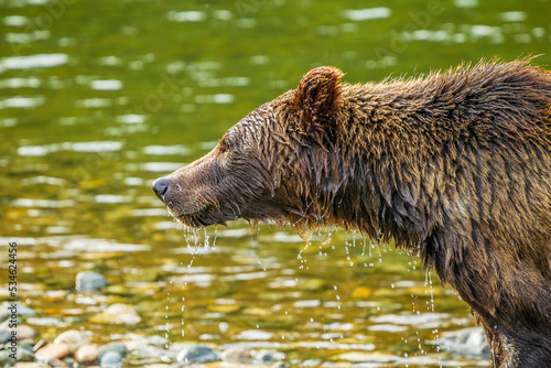 Wet Grizzly Bear  Ursus arctos 