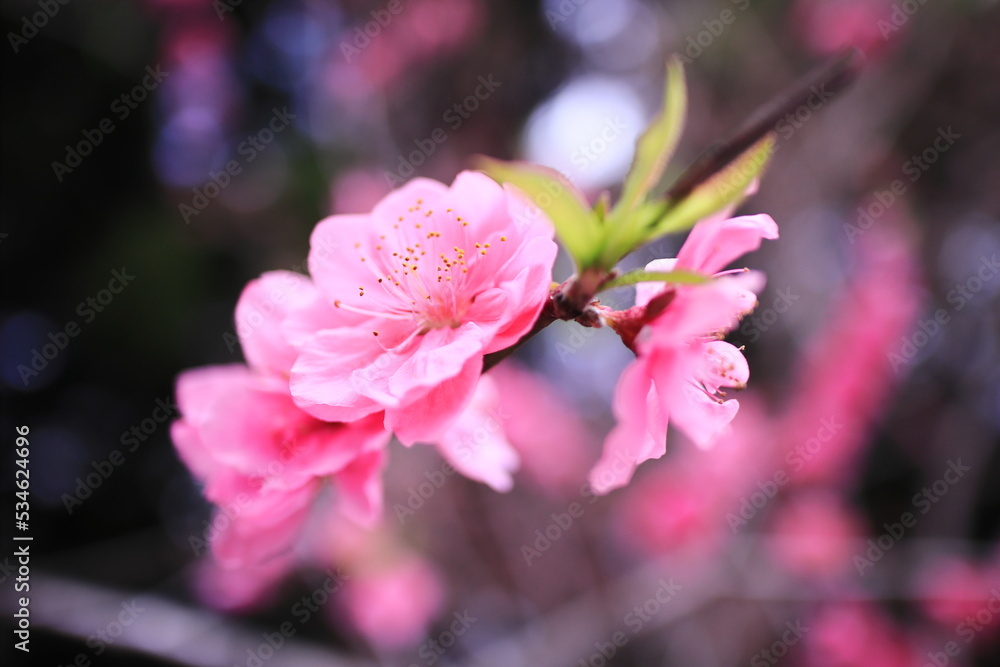 Obraz premium 春の美しい梅の花