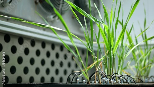 Science barley Hordeum vulgare leaves leaf biotechnology phytotron laboratory plant gmo, research medical plants experimental for medicinal purposes, genetically modified organism photo