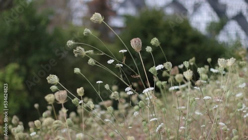flowers in the meadow with german half-timbered village